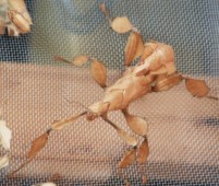 Gespenstheuschrecke original