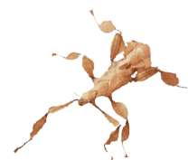 Gespenstheuschrecke freigestellt